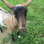 Ballernia, sweet naughty Ballerina.